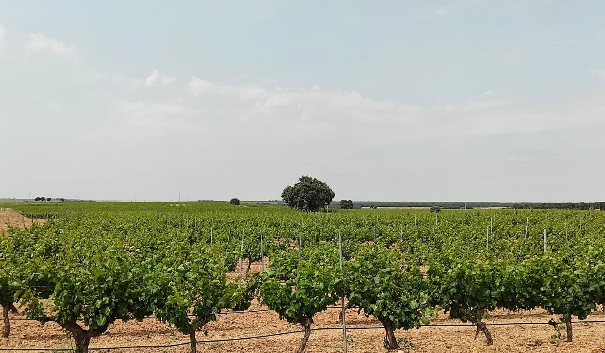 bodegas marques de caceres rueda certifica su sostenibilidad